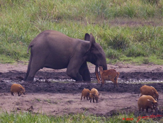 067 LANGOUE 2 Bai Elephants avec Potamocheres et Sitatungas 10E50IMG_32163awtmk.jpg