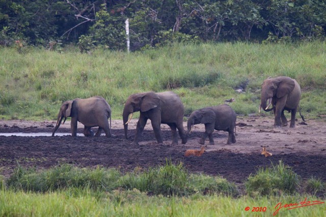 070 LANGOUE 2 Bai Elephants en Troupeau Entrant dans la Saline 10E50IMG_32277wtmk.jpg