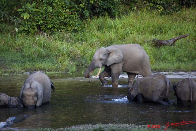 075 MOUPIA 5 Bai Elephants Arrivee Grand Male Solitaire 10E5K2IMG_64516wtmk.jpg