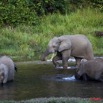 075 MOUPIA 5 Bai Elephants Arrivee Grand Male Solitaire 10E5K2IMG_64516wtmk.jpg