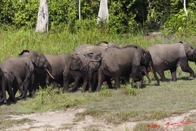 083 MOUPIA 6 Elephants au Bai 1 11E5K2IMG_69292wtmk.jpg