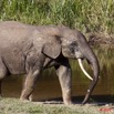 084 MOUPIA 6 Elephant 11E50IMG_32519wtmk.jpg