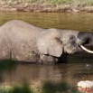 085 MOUPIA 6 Elephant 11E50IMG_32529wtmk.jpg