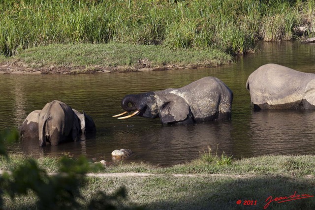 086 MOUPIA 6 Elephants au Bai 1 11E5K2IMG_69333wtmk.jpg