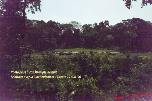 088 MOUPIA 6 Elephants la Nuit au Bai 1 11E5K2IMG_69376wtmk.jpg