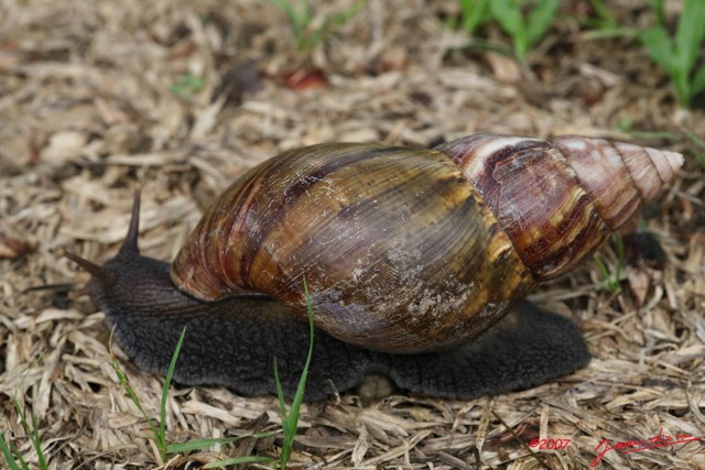 001 Gastropoda Escargot 7IMG_8424WTMK.JPG