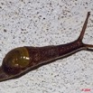 002 Gastropoda Escargot 9E50IMG_30555wtmk.jpg