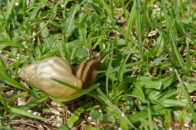 011 Franceville Mollusca Gastropoda Stylommatophora Escargot Terrestre 17RX104DSC_1712111003090_DxOwtmk.jpg