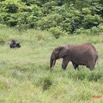 006 LANGOUE Bai Gorille et Elephant 7IMG_7945wtmk.JPG