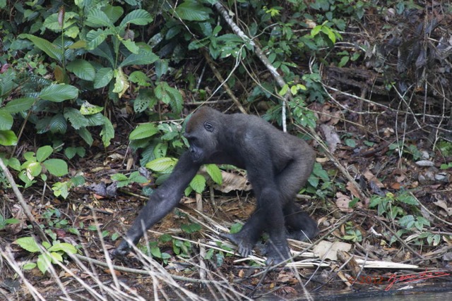 038 LEKEDI 7 Gorille Gorilla gorilla Jeune Male 12E5K3IMG_90394wtmk.jpg