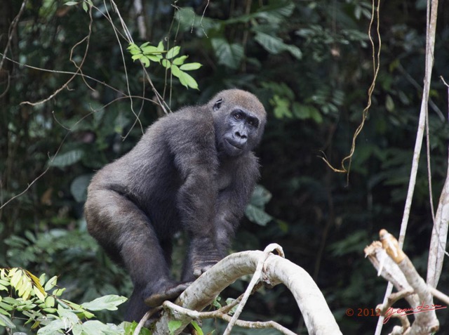 039 LEKEDI 7 Gorille Gorilla gorilla Jeune Male 12E5K3IMG_90396wtmk.jpg