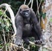 040 LEKEDI 7 Gorille Gorilla gorilla Jeune Male 12E5K3IMG_90399wtmk.jpg