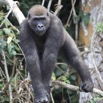 041 LEKEDI 7 Gorille Gorilla gorilla Jeune Male 12E5K3IMG_90402wtmk.jpg