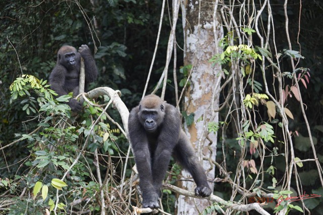 042 LEKEDI 7 Gorille Gorilla gorilla Jeune Male 12E5K3IMG_90403wtmk.jpg