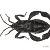 010 Insecta 07c (FV) Hemiptera Heteroptera Coreidae 16E5K3IMG_119224 PdCawtmk.jpg