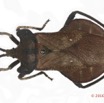 011 Insecta 07d (FD) Hemiptera Heteroptera Punaise 16E5K3IMG_119240 PdC3-5awtmk.jpg
