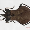 013 Insecta 07d (FD) Hemiptera Heteroptera Punaise 16E5K3IMG_119294 PdC8awtmk.jpg