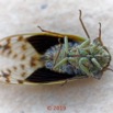 019 Insecta 017 Hemiptera Cicadidae Cigale 18E5K3IMG_180915137534_DxOwtmk 150k.jpg