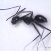 030 Insecta Hymenoptera Formicidae Fourmi 0005 2,5mm 16RX104DSC_1000303wtmk.jpg