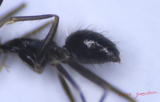 031 Insecta Hymenoptera Formicidae Fourmi 0005 2,5mm 16RX104DSC_1000305wtmk.jpg