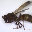 040 Insecta Hymenoptera Guepe 0007 13mm 16RX104DSC_1000349wtmk.jpg
