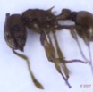 046 Insecta Hymenoptera Formicidae Fourmi 0008 1mm 16RX104DSC_1000393wtmk.jpg