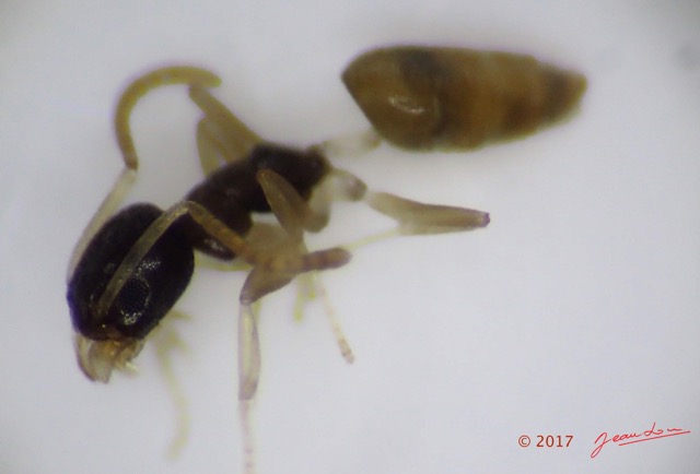 0010 Insecta Hymenoptera Formicidae Fourmi 0001 1,7mm 16OlyTG4PB010004awtmk.jpg