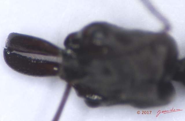 0027 Insecta Hymenoptera Formicidae Fourmi 0004 6mm 16RX104DSC_1000287wtmk.jpg