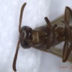 0041 Insecta Hymenoptera Guepe 0007 13mm 16RX104DSC_1000378wtmk.jpg
