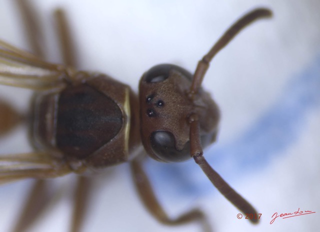 0042 Insecta Hymenoptera Guepe 0007 13mm 16RX104DSC_1000379wtmk.jpg