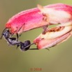 0055 Insecta 011 Hymenoptera Formicidae Formicinae Fourmi Polyrhachis sp 18E50IMG_180527133256_DxOwtmk 150k.jpg