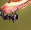 0059 Insecta 011 Hymenoptera Formicidae Formicinae Fourmi Polyrhachis sp 18E50IMG_180527133287_DxOwtmk 150k.jpg