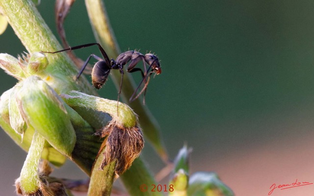 0061 Insecta 012 Hymenoptera Formicidae Formicinae Fourmi Camponotus sp 18E50IMG_180527133347_DxOwtmk 150k.jpg