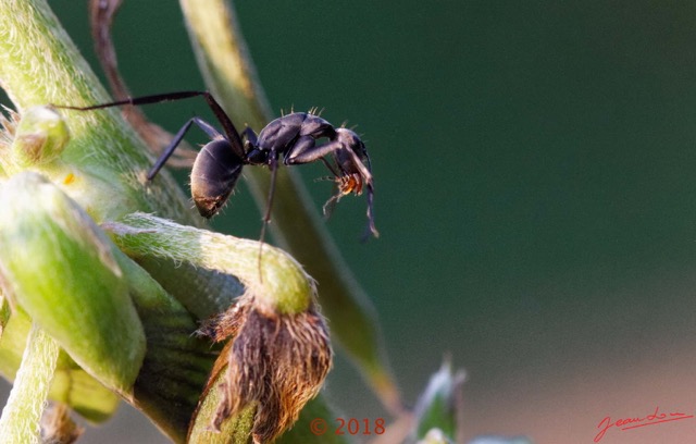 0062 Insecta 012 Hymenoptera Formicidae Formicinae Fourmi Camponotus sp 18E50IMG_180527133349_DxOwtmk 150k.jpg