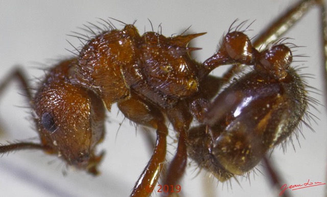 0066 Insecta 015 Hymenoptera Formicidae Myrmicinae Myrmicaria sp Koulamoutou 18E50DIMG_180722133426_DxO-1wtmk 150k.jpg