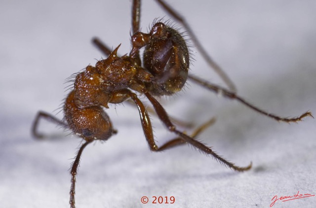0069 Insecta 015 Hymenoptera Formicidae Myrmicinae Myrmicaria sp Koulamoutou 18E50DIMG_180722133431_DxOwtmk 150k.jpg