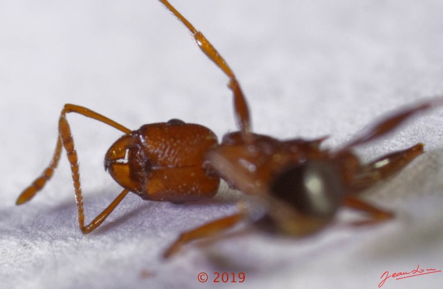 0072 Insecta 016 Hymenoptera Formicidae Myrmicinae Franceville 18E50DIMG_180722133441_DxOwtmk 150k.jpg