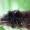 006 Chenille 2 IMG_4112WTMK.JPG