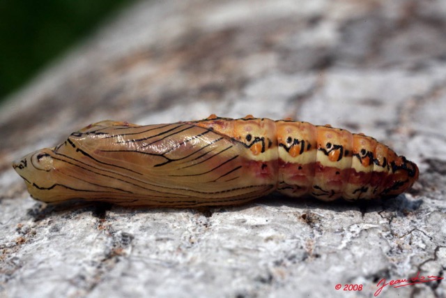 014 Insecte 4 Ex-Larvae 4 8EIMG_16184WTMK.JPG