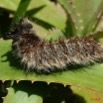 025 Chenille 7 7EIMG_0320WTMK.JPG