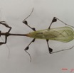 008 Insecta Dictyoptera Mantodea Mante IMG_4384WTMK.jpg