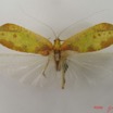 011 Insecta Orthoptera Sauterelle IMG_4587WTMK.jpg