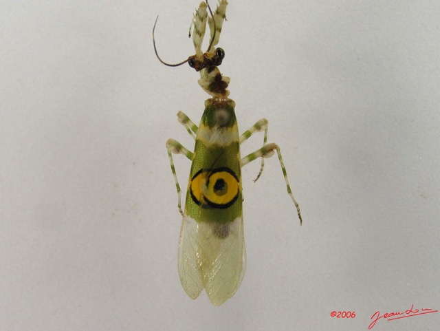 012 Insecta Dictyoptera Mantodea Mante IMG_4476WTMK.jpg