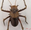 013 Insecta Orthoptera IMG_4576WTMK.jpg