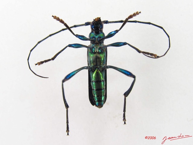 016 Insecta Coleoptera (FV) IMG_4619WTMK.jpg
