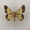 018 Insecta Lepidoptera Geometridae (FV) IMG_4775WTMK.jpg
