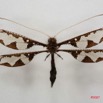 030 Insecta Odonata (FV) 7IMG_5088WTMK.jpg