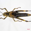 036 Insecta Orthoptera (FV) Criquet 7IMG_8604WTMK.jpg