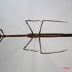 038 Insecta Dictyoptera Mantodea (FV) Mante 7IMG_8678WTMK.jpg