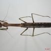 041 Insecta Dictyoptera Mantodea (FD) Mante 7EIMG_9148WTMK.jpg